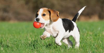 Beagle running