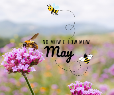 No Mow & Low Mow May